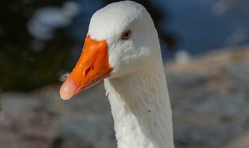 Influenza aviaria nel Canavese: positiva un&rsquo;oca tra Ciri&egrave; e Rivarolo