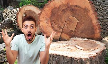 Alberi abbattuti nel cortile