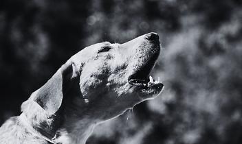 Accoltella la vicina