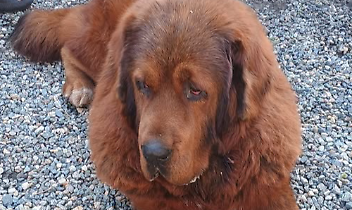 Aron scomparso da due giorni tra Cigliano e Tronzano: l&rsquo;appello disperato dei proprietari per ritrovare il mastino tibetano