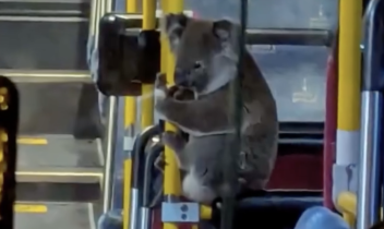 Koala terrorizzato entra in un pullman a Brisbane: i soccorritori lo salvano (VIDEO)