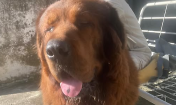 Aron, il mastino tibetano scomparso da giorni e ora segnalato a Chivasso: una fuga lunga chilometri tra appelli, avvistamenti e ricerche disperate