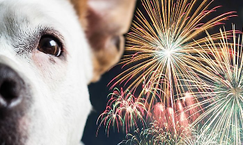 Capodanno senza botti a Leini: il divieto fa discutere, i cittadini chiedono pi&ugrave; controlli