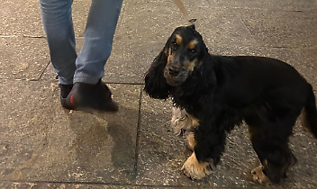 Lola a spasso in via Torino a Chivasso con il suo proprietario