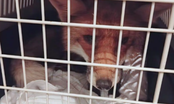 Volpe ferita entra nel negozio: salvata dai vigili del fuoco