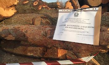 Alberi tagliati all&rsquo;ex Preventorio: l&rsquo;inchiesta verso la chiusura