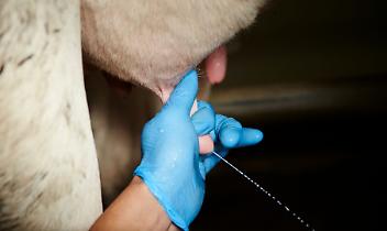 Latte estero a prezzi stracciati