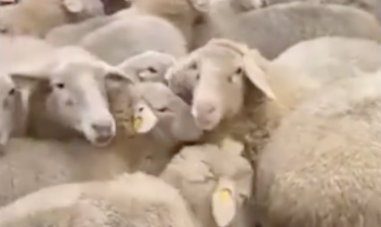 Cinquanta pecore entrano in un supermercato in Germania: il video &egrave; virale