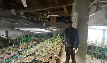 Cascinale-fabbrica della cannabis a Balzola, sequestrata centrale con 1.800 piante: tre arresti