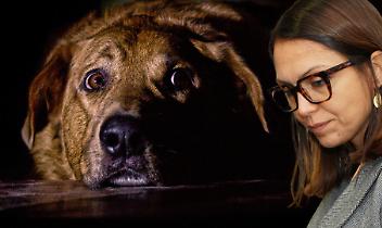 A Settimo cani senz'acqua che vivono tra le proprie feci. Cacciatore denunciato. Sindaca assente