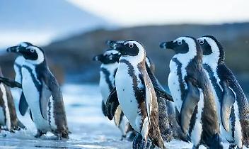 I pinguini africani trovano rifugio a Torino: nuove nascite nella colonia pi&ugrave; grande d&rsquo;Italia