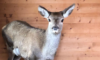 Dal cortile ai boschi di Bardonecchia: un cervo ferito torna libero grazie al progetto &ldquo;Salviamoli insieme&rdquo;