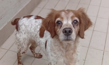 Una storia a lieto fine. Quel cane che piangeva a Settimo Torinese ha ritrovato qualcuno che gli vuole davvero bene