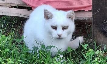 Bianca rischia di morire per un tumore: l&rsquo;appello delle Sfigatte per salvarla