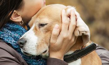 Animali d&rsquo;affezione sepolti con i loro padroni: Venaria Reale dice s&igrave;