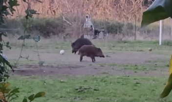 cinghiali calciatori