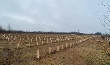 "Non tagliate quegli alberi!": i cittadini scrivono alla Citt&agrave; Metropolitana di Torino