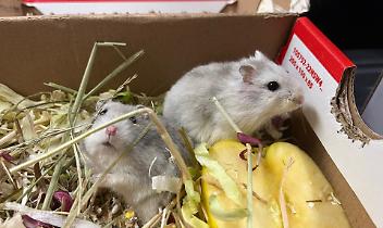 Nove criceti abbandonati