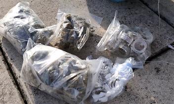 Sessantasei chili di marijuana