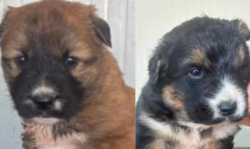 Cuccioli gettati nei boschi come rifiuti: in Canavese l&rsquo;incubo degli abbandoni ricomincia