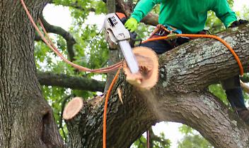 Trentadue alberi abbattuti a Rivarolo, tra sicurezza e polemiche