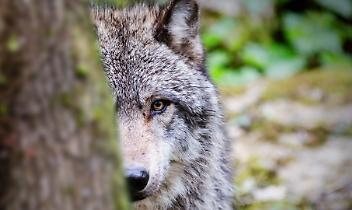 Lupo avvistato a San Raffaele Cimena