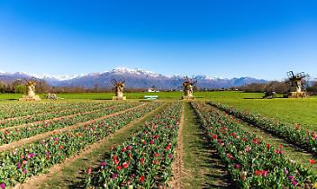 L&rsquo;Olanda che fiorisce in Canavese