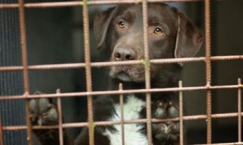 Cuccioli malati e venduti illegalmente in un allevamento abusivo a Chivasso: la Procura chiede il processo