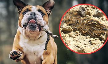 Allarme processionarie