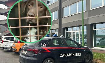 Associazione per delinquere e maltrattamenti agli animali a Chivasso: gli indagati sono sei. Nei guai anche tre veterinari