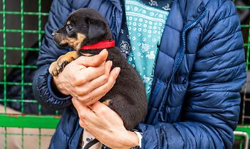 Cinquanta cani in un allevamento abusivo: scatta il sequestro a Favria