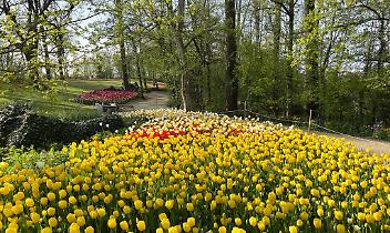 Messer Tulipano 2026: il Castello di Pralormo si trasforma in un giardino di 130 mila fiori