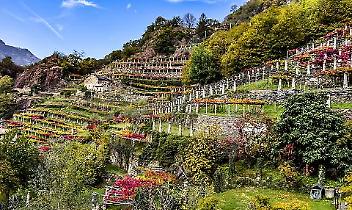 Vigneti piemontesi e cambiamento climatico, al Politecnico di Torino le nuove tecnologie per salvare la viticoltura