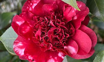 A Chiaverano nasce &ldquo;Il Cuore delle Camelie&rdquo;