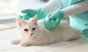 Gatto dal veterinario