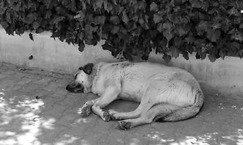 Cani uccisi dal veleno