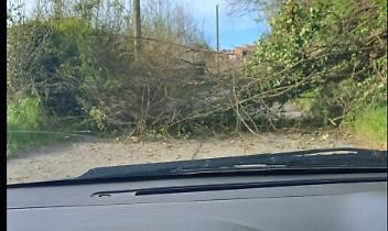 Albero cade sulla strada