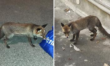 La volpe di Castellamonte