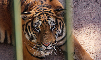 Il circo con animali &egrave; ancora accettabile?