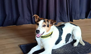 Pippo il cane da soccorso conquista gli studenti di Borgaro