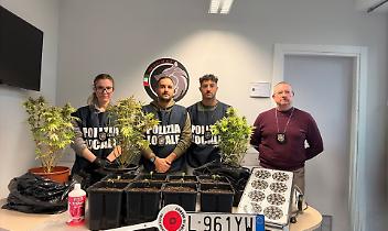 La multa a una nonnina scattata dal T-Red di Nole fa scoprire un'auto "fantasma" e una coltivazione di marijuana