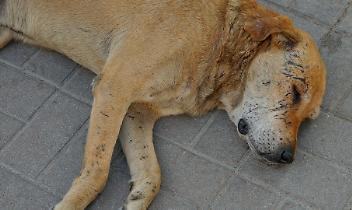 Trascinato vivo sull&rsquo;asfalto: il sangue di un cane dietro un trattore