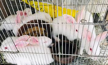 Lein&igrave; vieta gli animali