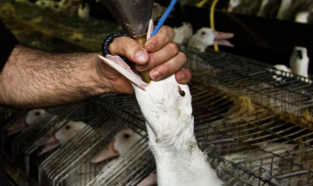 La terribile pratica dell&rsquo;alimentazione forzata per la produzione del &ldquo;fegato grasso&ldquo;