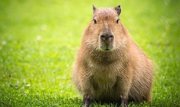 Arrivano i capibara a Zoom Torino: le &ldquo;star del web&rdquo; conquistano il bioparco