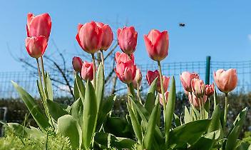 Il segreto dei tulipani di Favria: una storia d&rsquo;amore che non doveva esistere