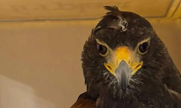 Poiana di Harris trovata a terra a Venaria: &egrave; inanellata, si cerca il proprietario