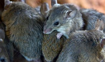 &ldquo;Siamo stanchi&rdquo;. Settimo Torinese invasa dai topi