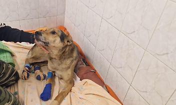 Tek, sopravvissuto all&rsquo;orrore: ferite gravissime, ora rischia un&rsquo;altra amputazione