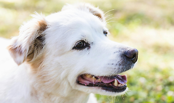 Caselle Torinese, il Palatenda si riempie di code e guinzagli: successo per la giornata della salute veterinaria